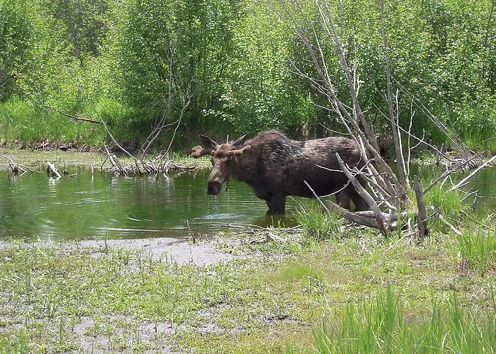 Vakantiepark Yellowstone House Of The Three Bears 2 Blocks To Downtown *