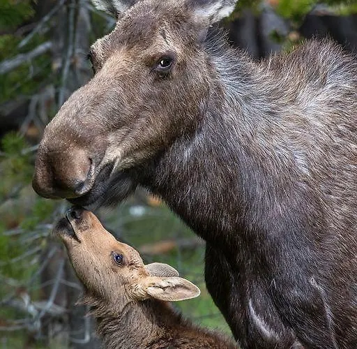 Yellowstone House Of The Three Bears 2 Blocks To Downtown Vakantiepark Cody