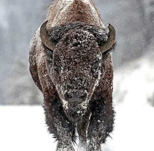 Yellowstone House Of The Three Bears 2 Blocks To Downtown Vakantiepark Cody